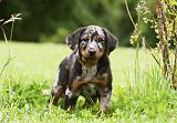 BEAUCERON - PUPPIES 274